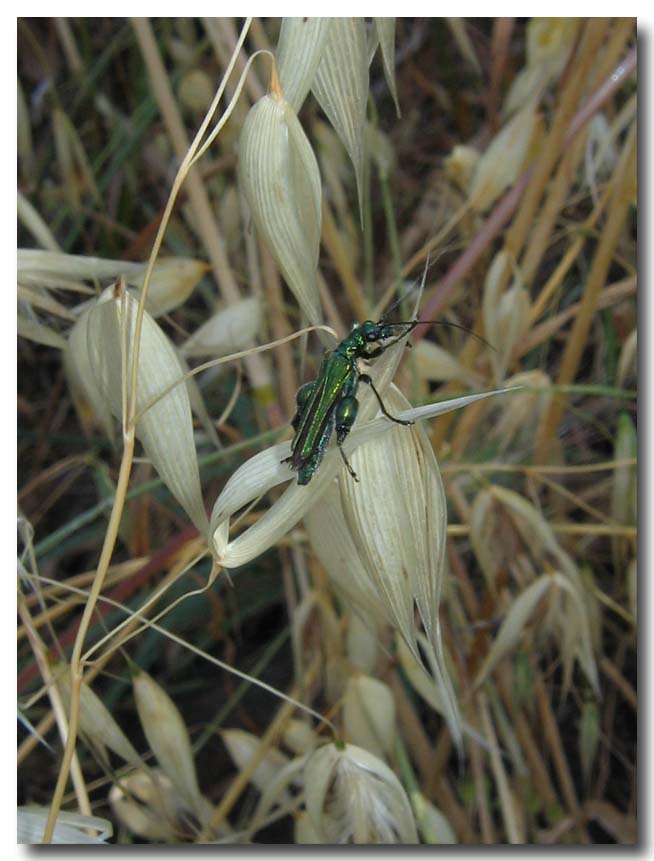 Oedemera nobilis